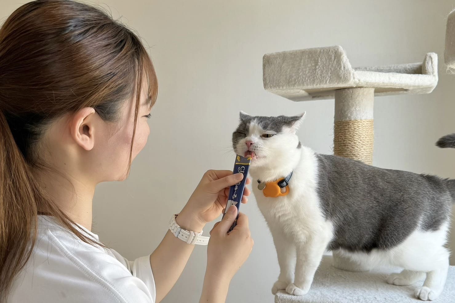 ねこべや福岡城南店『猫専用の個室ペットホテル』福岡市｜城南区｜中央 